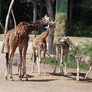 Rothschild's giraffes (Giraffa camelopardalis rothschildi), 2025-05-17
