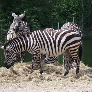 Grant's zebras (Equus quagga boehmi), 2025-05-17