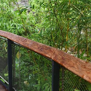 Rainforest Wild Asia - Tiger in the bushes