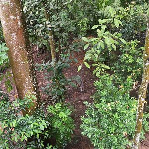 Rainforest Wild Asia - Bearded Pig in Flexible Habitat