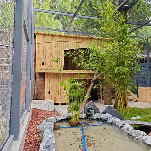 Golden cat new enclosure (photo by YuLiu)