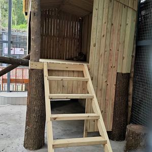 Marbled golden cat in new enclosure (photo by YuLiu)