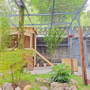 Golden cat new enclosure (photo by YuLiu)