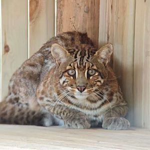 Marbled golden cat in new enclosure (photo by YuLiu)