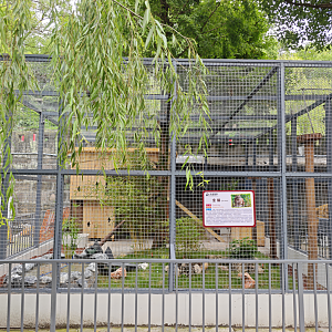 Golden cat new enclosure (photo by YuLiu)