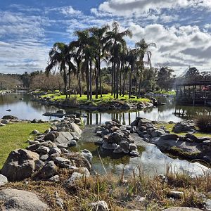 Ring-tailed Lemur islands