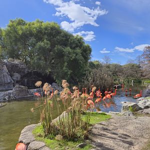 Flamingo welcoming exhibit