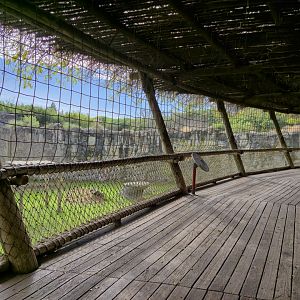 Jaguar viewing platform