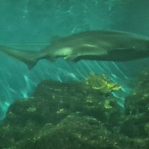 Broadnose sevengill shark