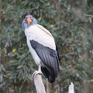King Vulture