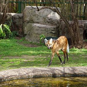 Maned Wolf