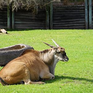 Common Eland