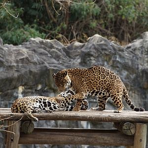 Jaguars