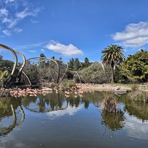 Flamingo exhibit and Connected walkthrough aviaries