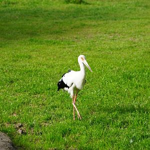 Magouri Stork