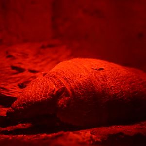 Large Hairy Armadillo