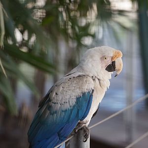 Albino Ara