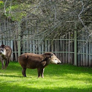 Lowland Tapir