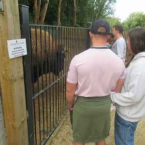 Bison spectators