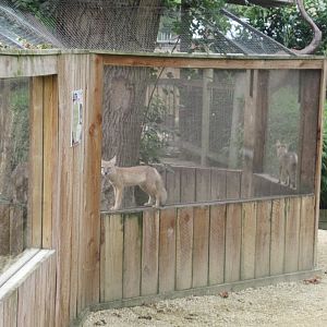 Corsac fox enclosure
