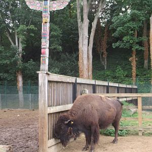 Bison with totem pole