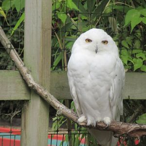 Snowy owl