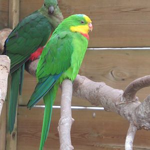 Superb and Australian King parrots