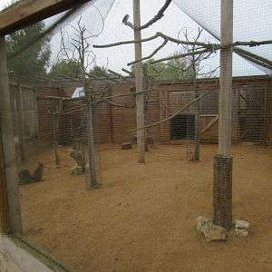 Parmer wallaby and kookaburra enclosure