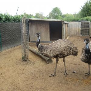 Emu