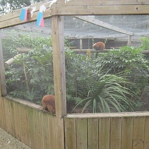 Red-ruffed Lemur enclosure