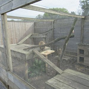 Coati enclosure