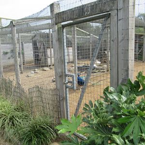 Ramshackled pens for domestic ducks and peafowl