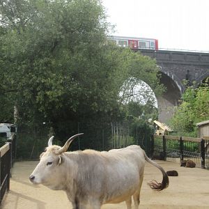 Hungarian cow and "underground" train