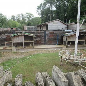 guinea pig yard