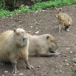Capybara and mara