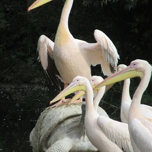 Pelicans