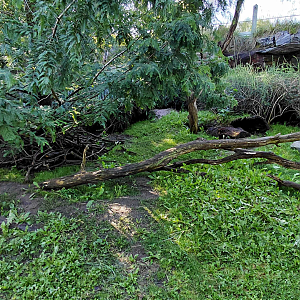 Darwin's crater - Wombat outdoor exhibit