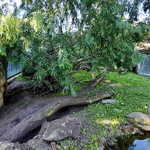 Darwin's crater - Wombat outdoor exhibit