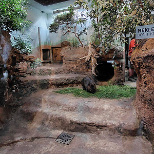 Darwin's crater - Wombat indoor exhibit