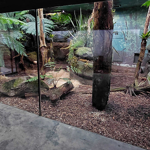 Darwin's crater - Tasmanian devil indoor exhibit