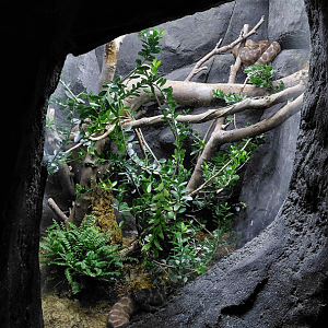 Darwin's crater - Python exhibit