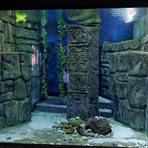 Lake Titicaca frog exhibit