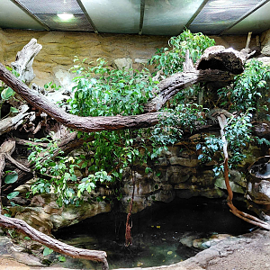 Northern caiman lizard exhibit