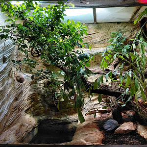 D'Albertis python exhibit