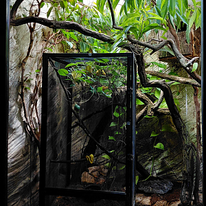 Green tree python exhibit