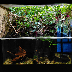 Puff-faced water snake exhibit