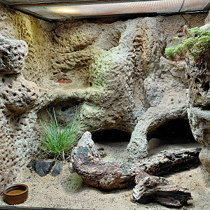 Eastern Montpellier snake exhibit