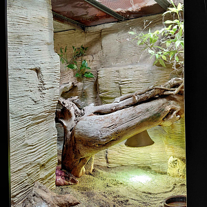 Red tegu exhibit