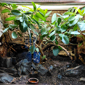 Rhinoceros ratsnake exhibit