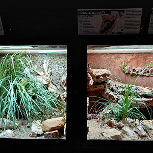 Kingsnake + Gila monster exhibits